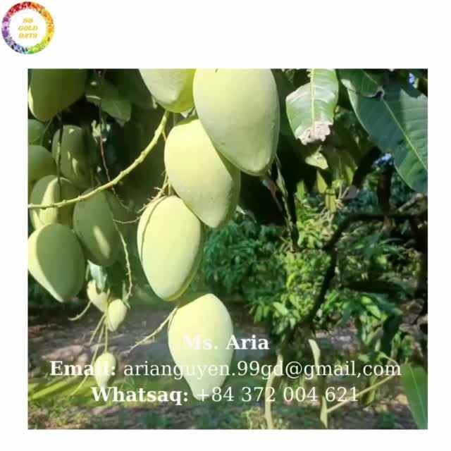 Vietnam Fresh Mango Cat Chu Vietnam from Dong Thap Premium Quality