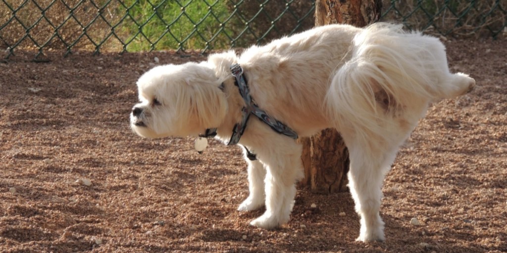 Dog urinating on a post