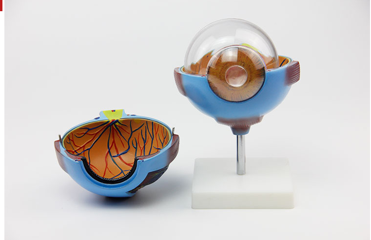 人类医学解剖眼模型眼科教学