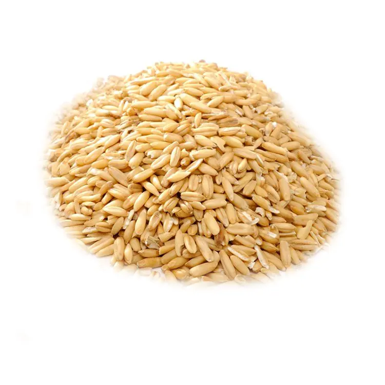 Ячмень зерно. Органическое зерно.