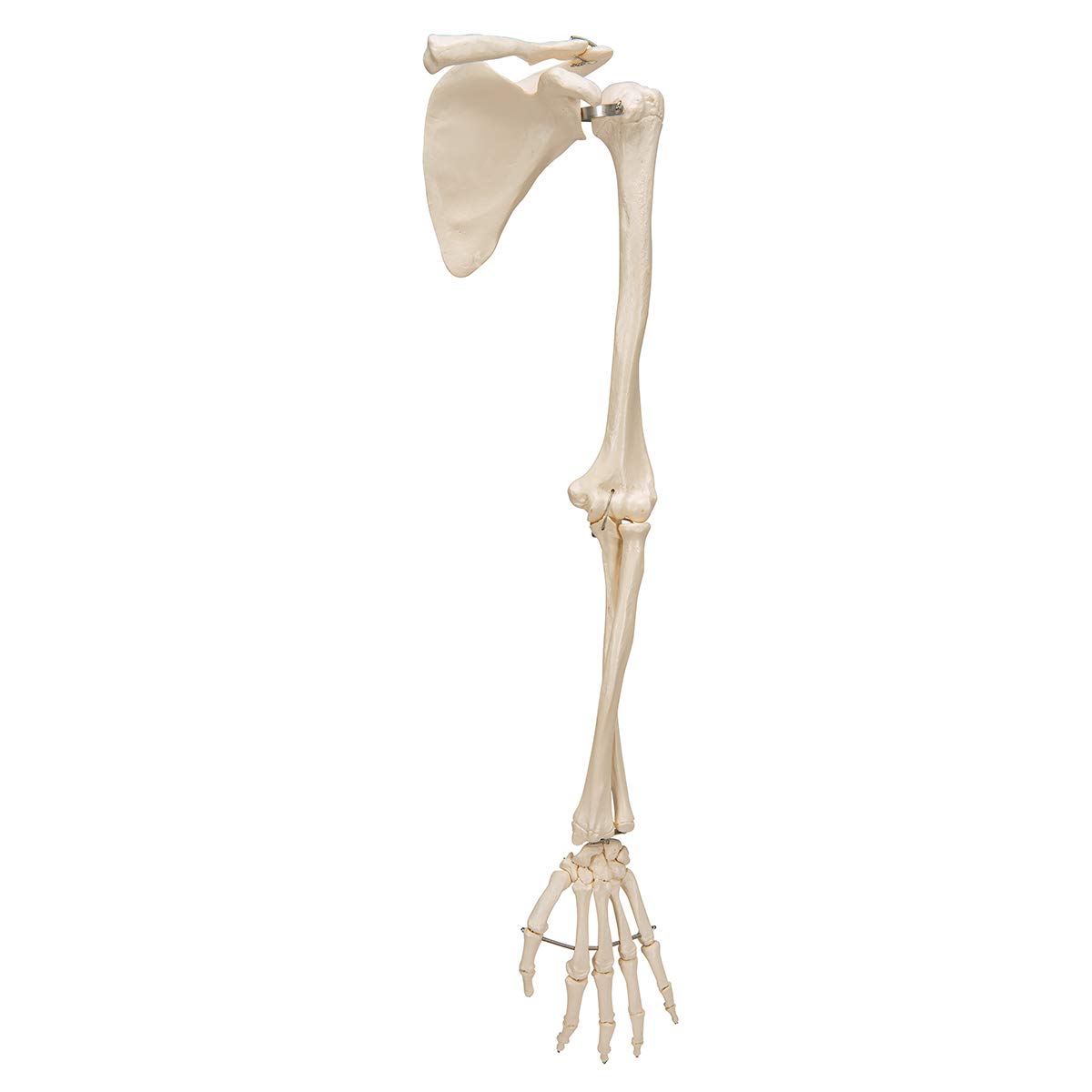 Gelsonlab HSBM-122A Life Size Arm Skeleton for Medical Education