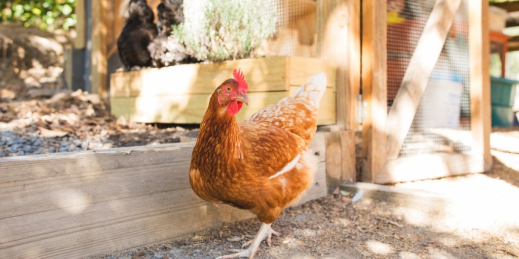 A chicken standing on a natural dirt floor next to a chicken coop