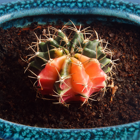 wholesale cactus colorful gymnocalycium for nursery cactus plant