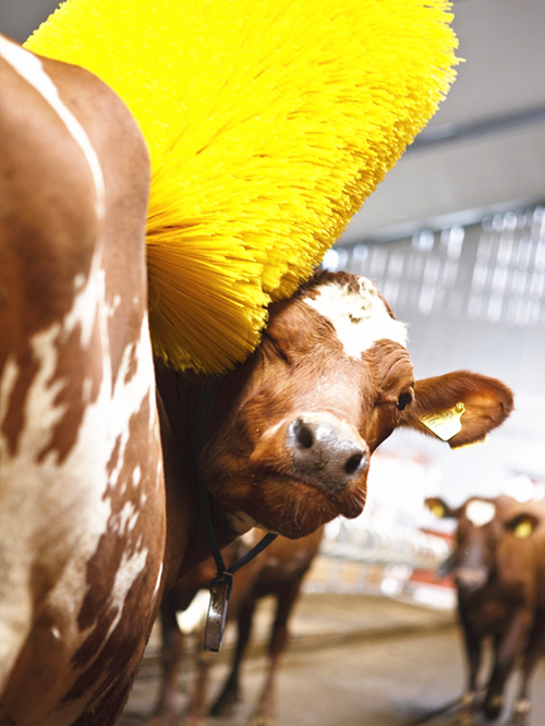 PP Filaments Cow Body Brush Customized For Cleaning