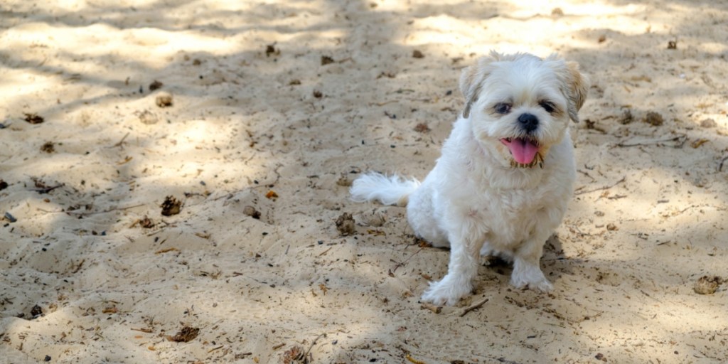 A tired dog resting on sand