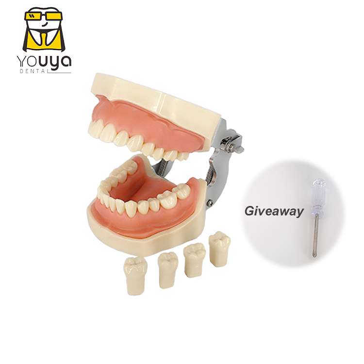 Стоматологический подготовки модель зубов Модель десневой упражнения Стоматологическая модель