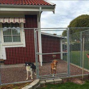 indoor dog kennels