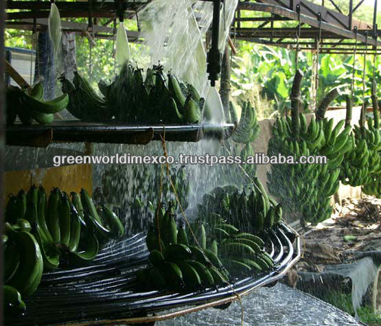 VIETNAMESE GREEN CAVENDISH BANANA WITH CHEAP PRICE