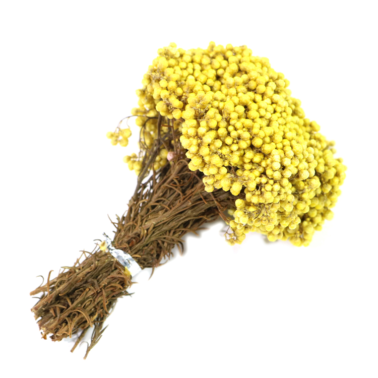 Grossiste Plantes Stabilis Eacute Es Acheter Les Meilleurs Plantes Stabilis Eacute Es Lots De La Chine Plantes Stabilis Eacute Es Grossistes En Ligne Alibaba Com