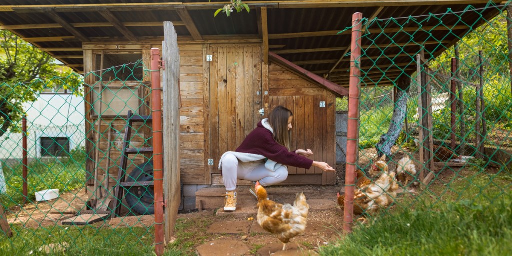 Woman feeding her chickens inside a large chicken run