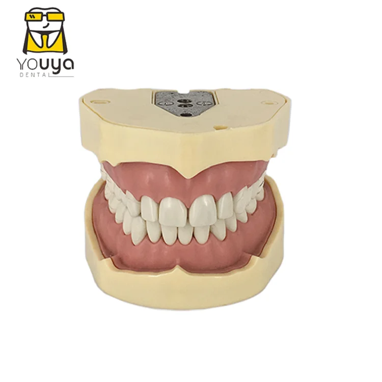 Немецкий съемный зуб FRASACO, модель 28 зубьев, сменная модель для практики