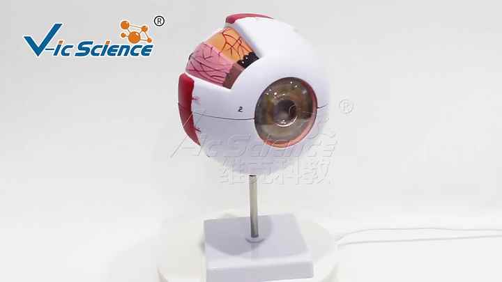 男女会陰解剖模型 医療科学教育用 医療科学模型| Alibaba.com