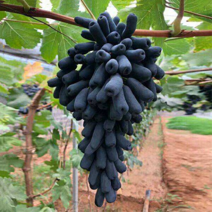 виноград свит сапфир. саженцы винограда аватар. саженцы винограда аватар. виноград черный сапфир. сорт винограда кишмиш "аватар".
