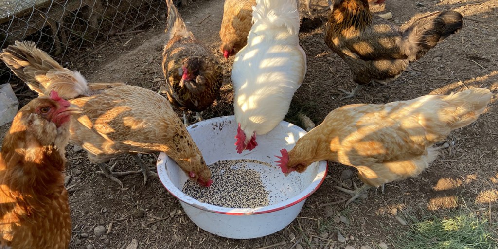 Chickens eating food from a white bowl inside chicken run