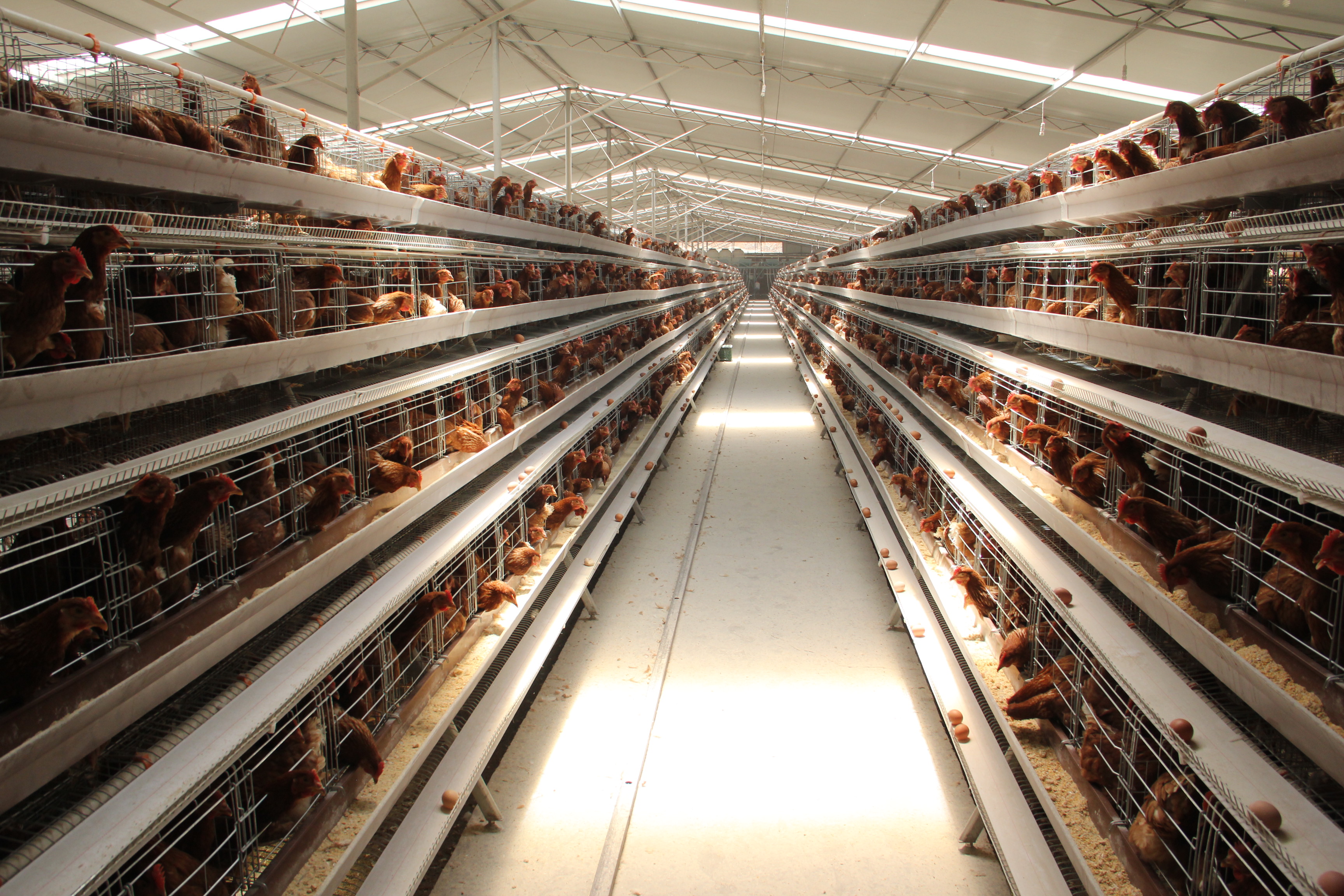 Read More About large chicken cages for sale