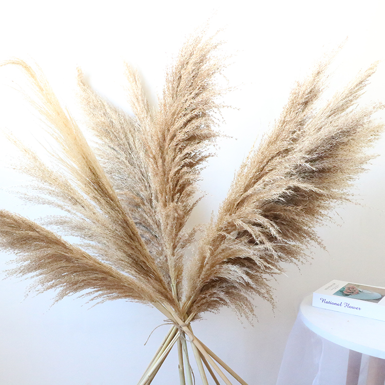 不容易脱落的芦苇干普通芦苇羽干天然干大潘帕斯草