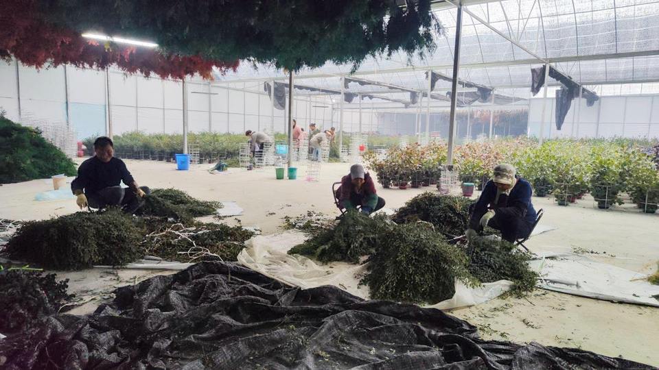 Company Overview Kunming Qilixiang Flower Co., Ltd