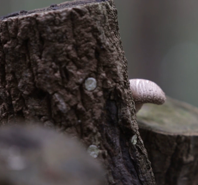 FSSC 22000 Сертифицированный лучшее качество корейской пищи Shinnong органический Урожай Hyangshin диаметр 3 ~ 4 см сушеный гриб шиитаке