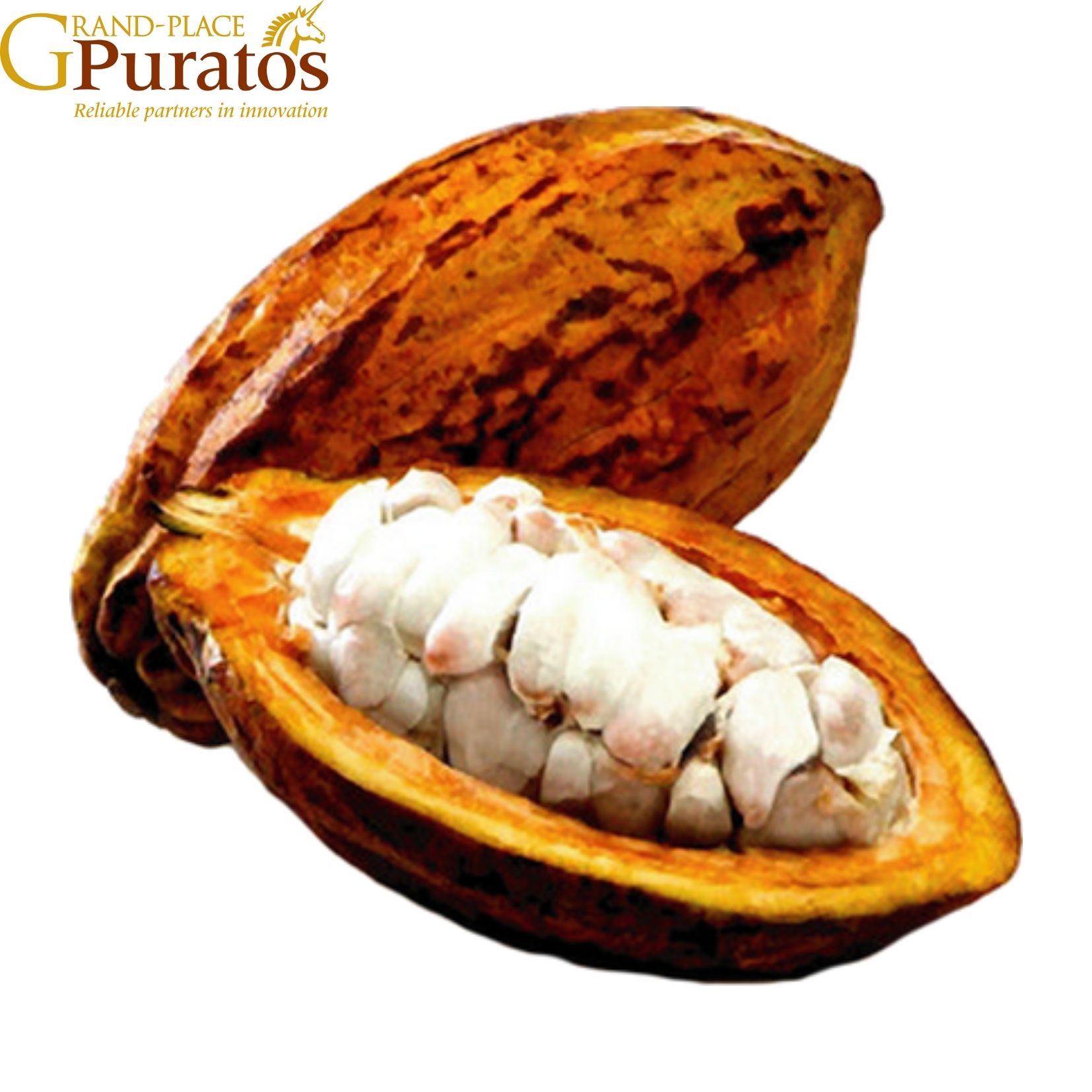 Теоброма какао дерево. Какао бобы на белом фоне. Плоды какао бобов. Плоды какао. Шоколад какао бобы.