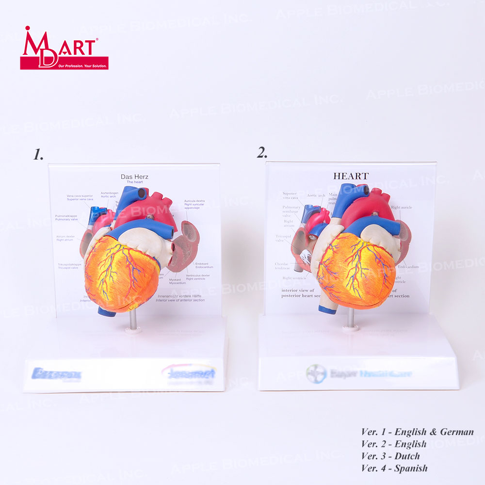 Распродажа образцов, модель анатомии человека в форме сердца со съемной камерой и дисплеем клапана
