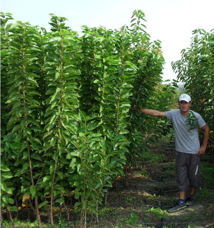 Plant Farm Whole Saplings Greece Sour Cherry Fruit Trees Plant Farm Whole Saplings Greece