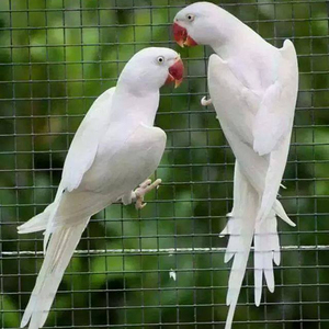 small birds for sale