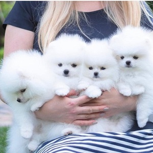 Pomeranian For Sale Dogs For Care Alibaba Com