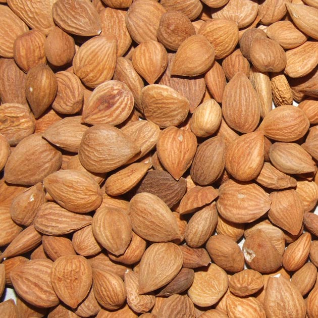 Apricot kernel. Семена абрикоса. абрикосовые косточки в пепле. bitter apricot цвет.