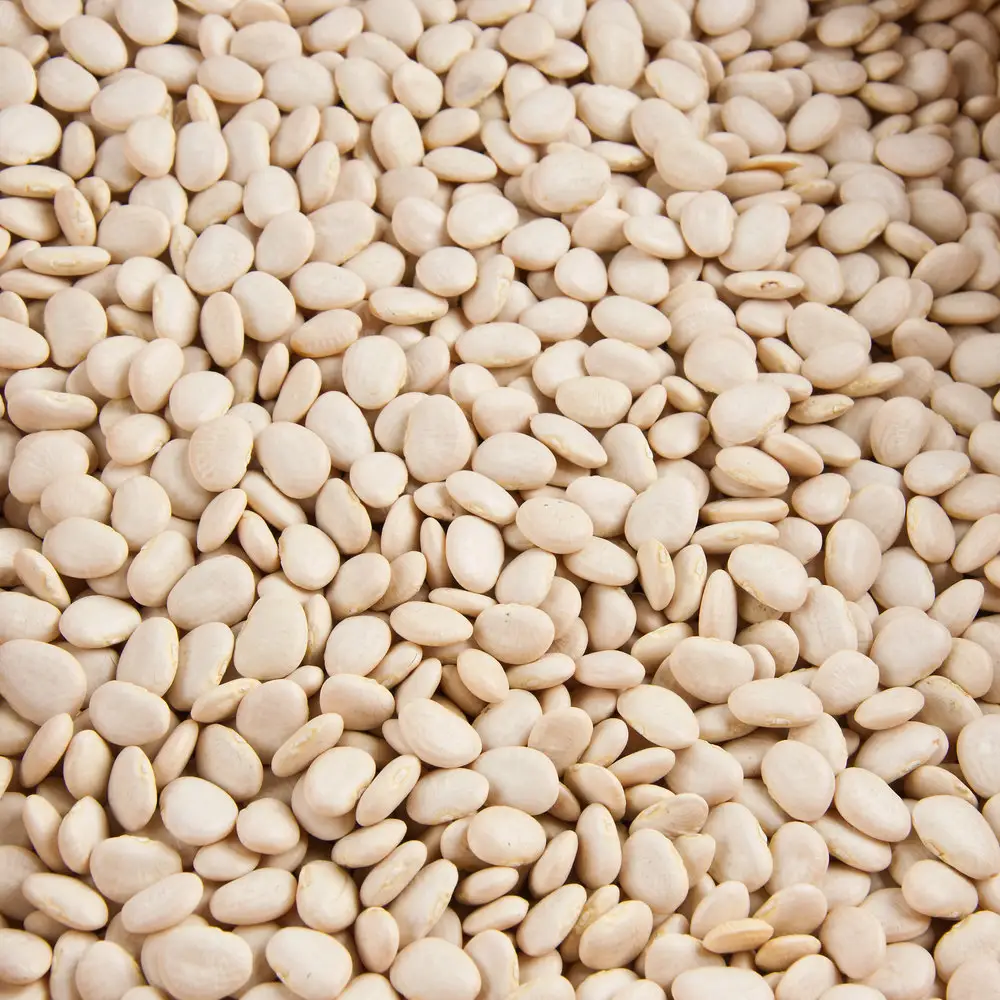 High Quality Dried Lima Beans.