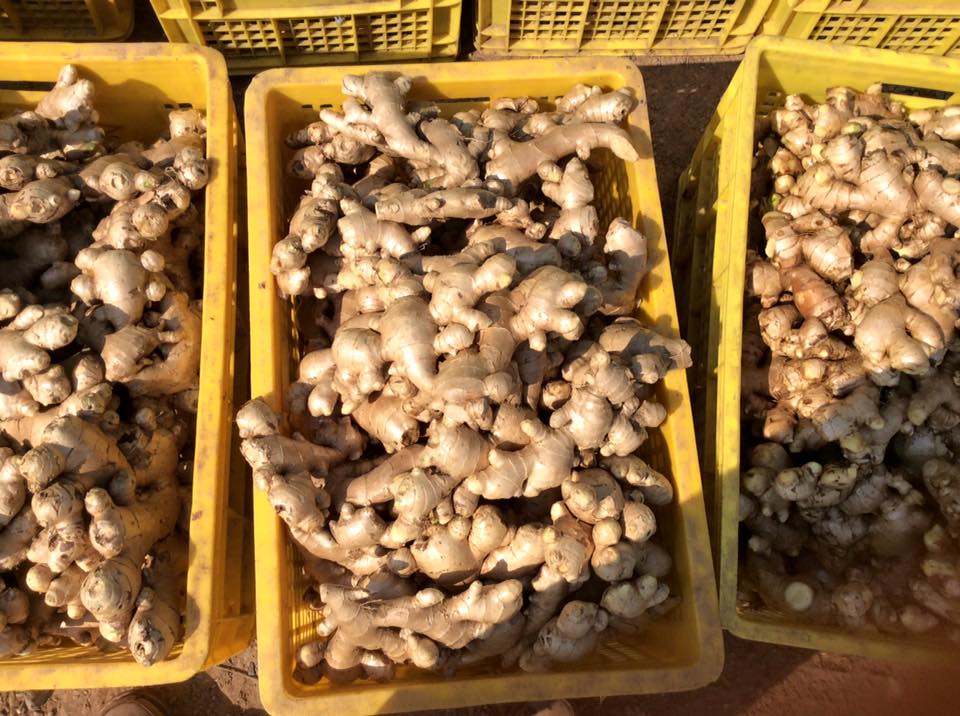 FRESH GINGER HIGH QUALITY THE BEST PRICE SUPPLY LARGE QUANTITY FROM VIETNAM VARIOUS TYPE OF PACKING