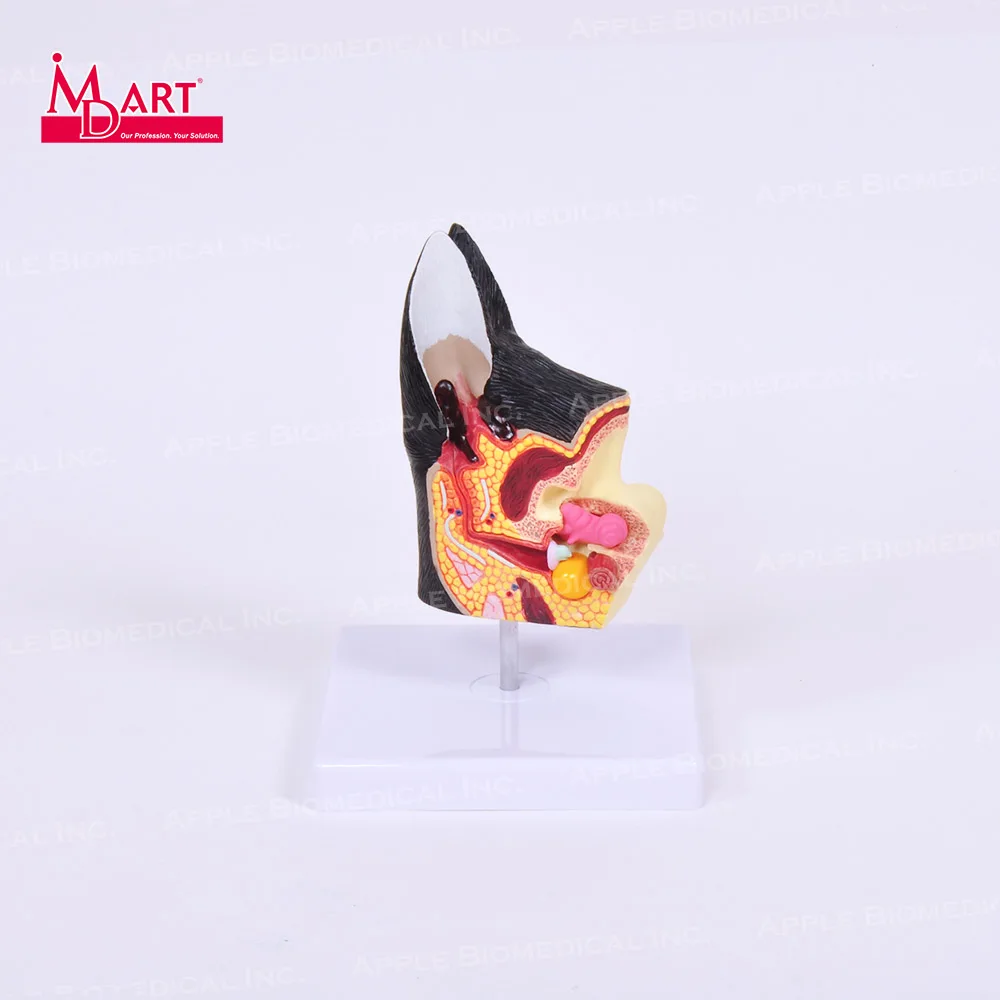 Распродажа образцов здоровых моделей canine ear с воспалением в разных местах