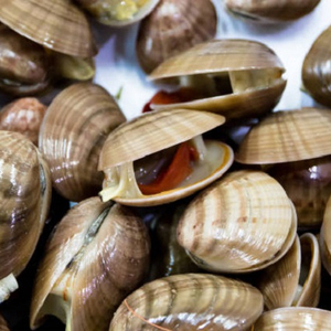 fresh razor clam frozen razor clam