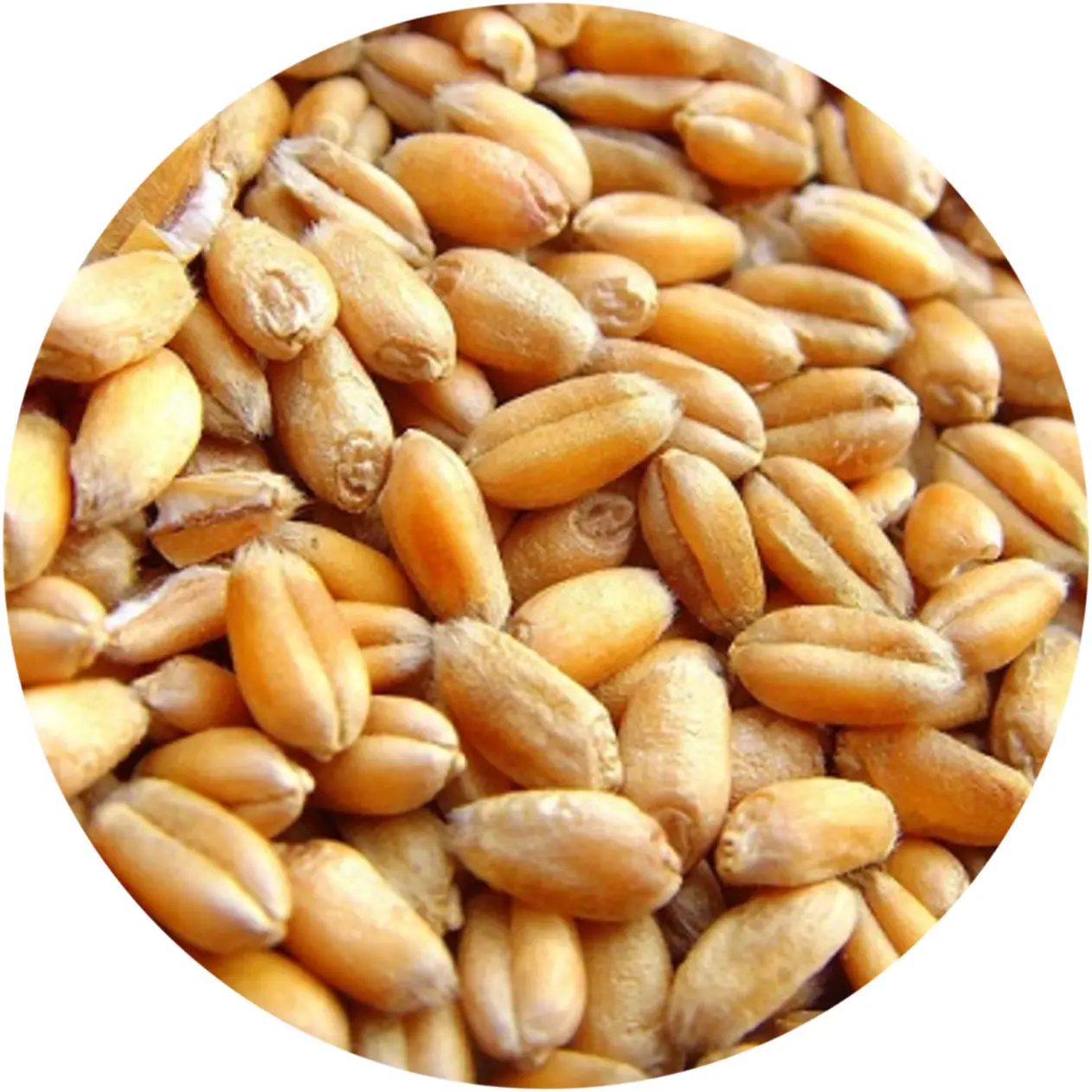 Цельное пшеничное зерно