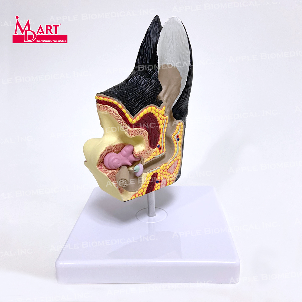 Анатомические PVC собачьего уха инфекции модель для симптома заболевания ссылка