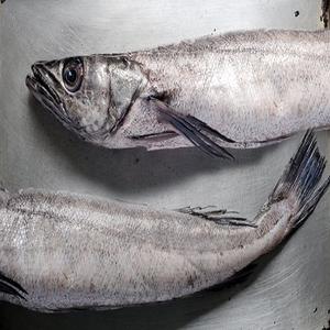 supplier frozen  pacific hake quick frozen fillet  fish
