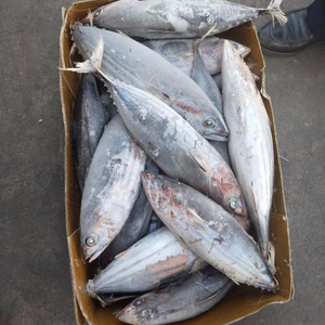 skipjack herring for sale