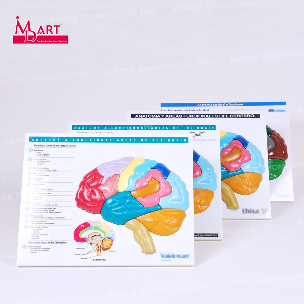 Распродажа образцов 3D головоломка человеческого мозга для образовательной игрушки и обучения конструкции мозга