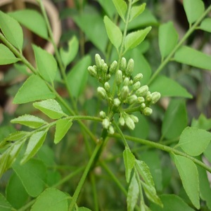 Rechercher Les Fabricants Des Fraiches Feuilles De Curry Produits De Qualite Superieure Fraiches Feuilles De Curry Sur Alibaba Com