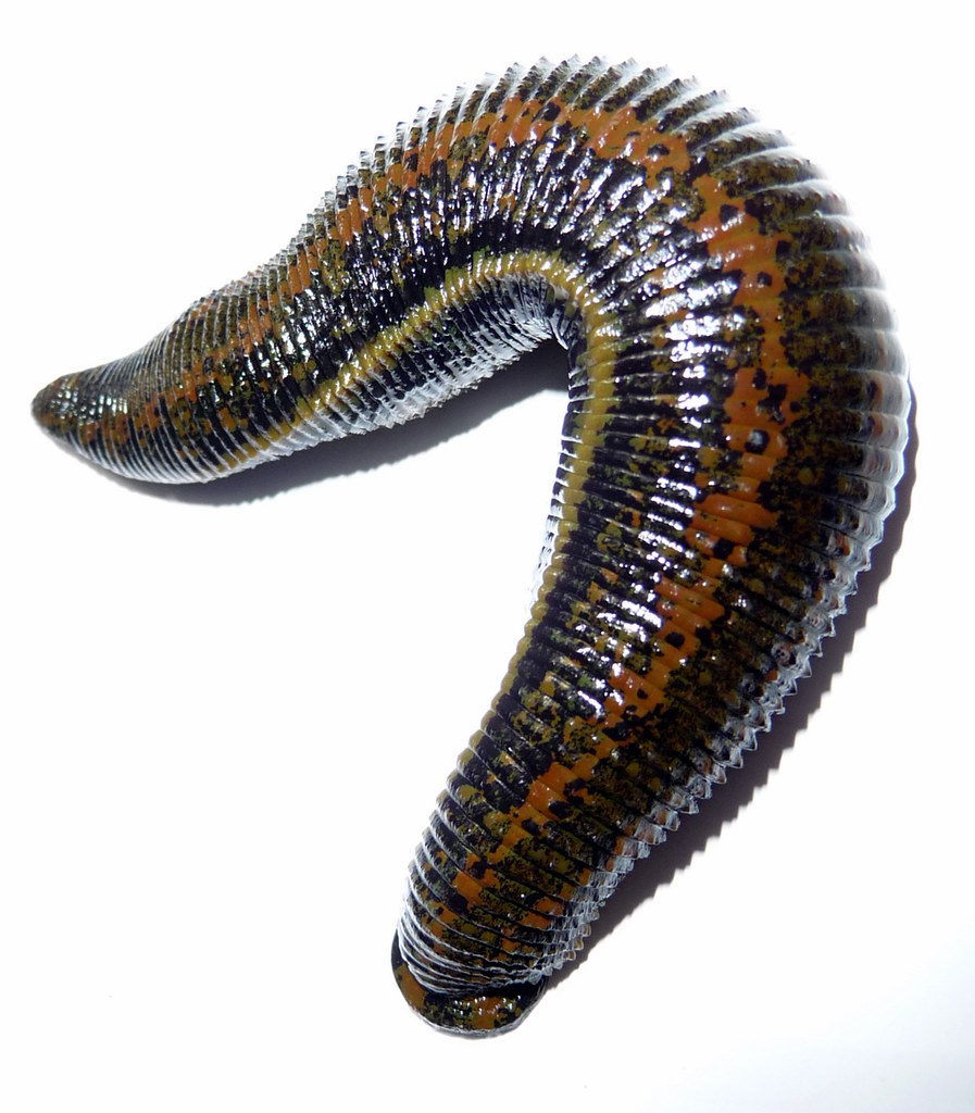 Лекарственная пиявка AYAME Live Leech, лучший продавец из Таиланда