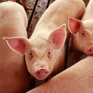 Live Pigs For Sale Live Pigs For Sale Suppliers And Manufacturers