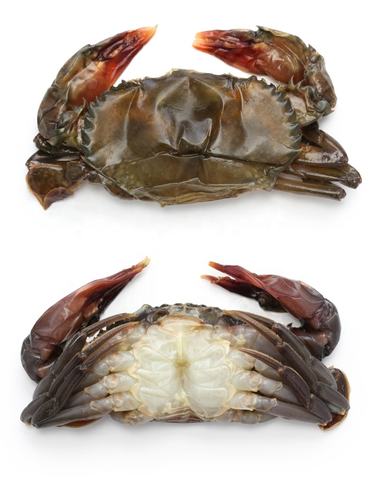 shellfish, shellfish direct from eseafood exports in in