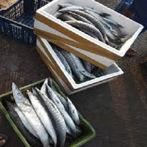 Finden Sie Hohe Qualitat Preis Barracuda Fisch Hersteller Und Preis Barracuda Fisch Auf Alibaba Com