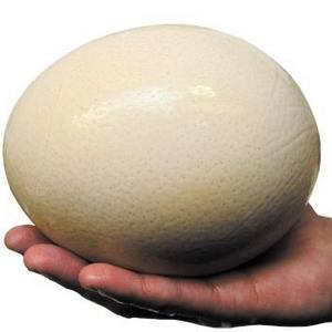 ostrich egg-ostrich egg manufacturers, suppliers and exporters