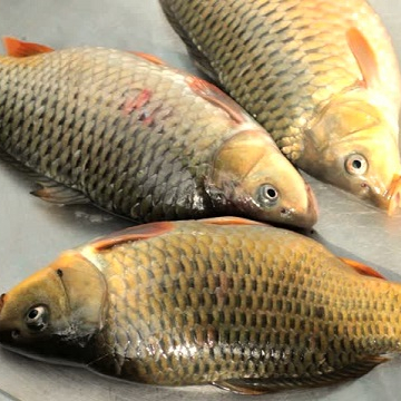 oakwood fishing rods