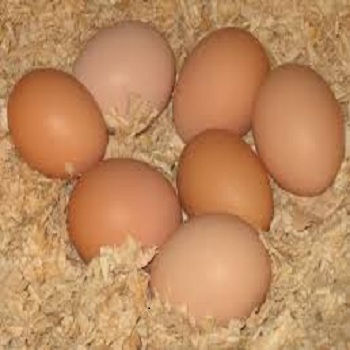 Первоклассные коричневые яйца для стола, куриные яйца оптом