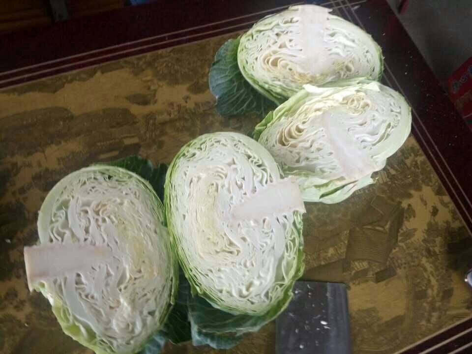 VIET NAM FRESH CABBAGES VIETGAP