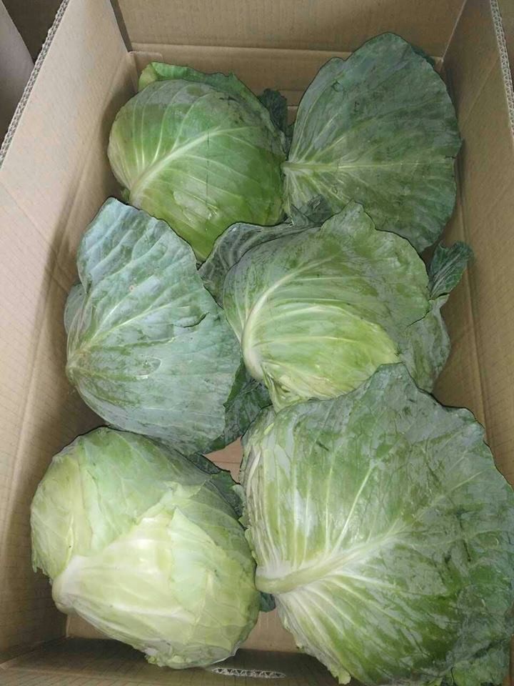 VIET NAM FRESH CABBAGES VIETGAP