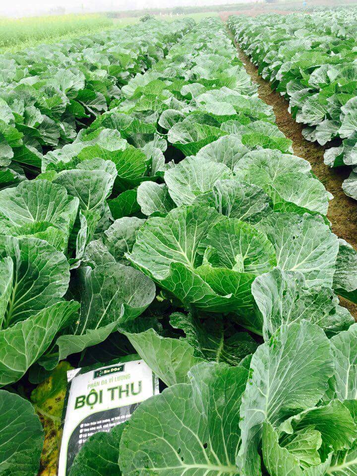 VIET NAM FRESH CABBAGES VIETGAP