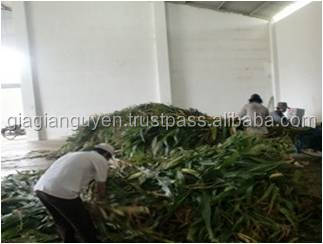 CORN SILAGE FOR COW DAIRY ORIGIN VIET NAM_CHEAPEST PRICE 2017(mary@vietnambiomass.com)