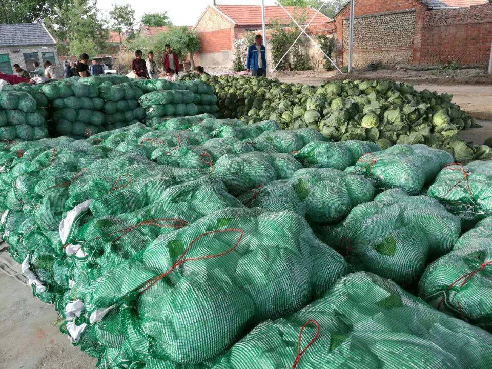 VIET NAM FRESH CABBAGES VIETGAP